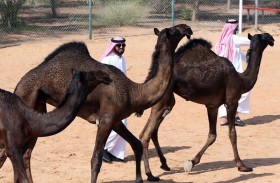 برعاية رئيس الدولة.. مهرجان الظفرة ينطلق بمدينة سويحان اليوم