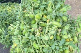 زراعة «الحمّص» في تربة تحاكي سطح القمر.. هل نجحت؟