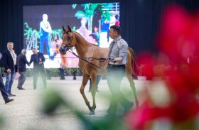 «خيول الأريام» تحرز «ثنائية» في افتتاح بطولة العرب لمربي الخيل
