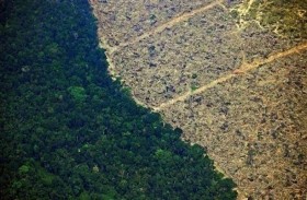 إزالة 1600 كم مربع من أحراج الأمازون 
