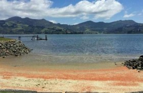 انتحار جراد البحر يصبغ شواطئ نيوزلندا باللون الأحمر