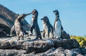 زيادة قياسية في البطريق بجزر غالاباغوس