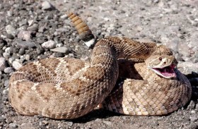 تصاعد لدغات الأفاعي الجرسية في كاليفورنيا