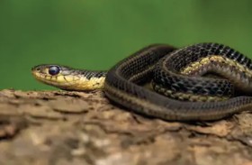 العلماء يفسرون سلوك افتراس الثعابين لأفراد جنسها