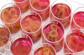 علماء يطورون شرائح لحم من الخلايا البشرية