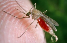 تعديل جيني لوقف  البعوض عن نشر الملاريا
