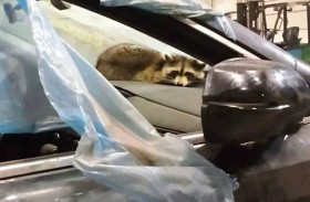 راكون يعبر الأطلسي مختبئاً داخل سيارة 