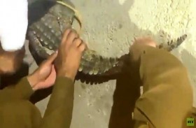 تمساح يتجول في السعودية