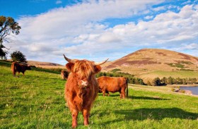 بسبب الزوار.. نقل أبقار محمية لحمايتها من التوتر