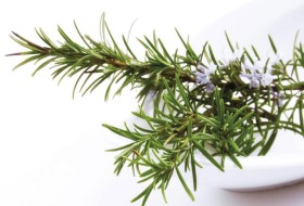 مركب في إكليل الجبل يساعد على التئام الجروح