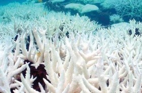موجة ابيضاض تطال نصف الشعاب المرجانية في ماليزيا
