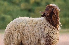 خروف يقود صاحبه للحبس 