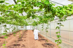 الزراعة والسلامة الغذائية: محطات الأبحا ث تنفذ 28 مشروعاً لتعزيز الاستدامة الزراعية والأمن الغذائي في إمارة أبوظبي