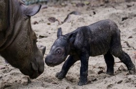 ولادة وحيد قرن سومطري شبه منقرض 