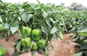 «الزراعة والسلامة الغذائية» تطلق أبوظبي جاب النسخة المحلية للممارسات الزراعية الجيدة