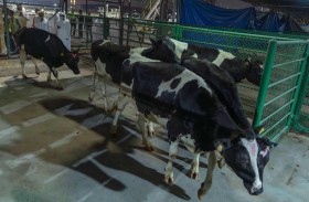 الشارقة: وصول أولى دفعات الأبقار لمزرعة ألبان مليحة