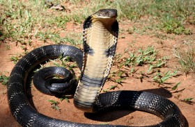 كيف تثبت الكوبرا الملكية قدرتها العقلية بين الثعابين؟