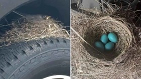 عش طائر يحول شاحنة مُباعة إلى «محمية» 