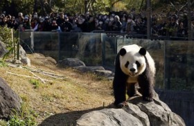 ‌اليابان بدون باندا لأول مرة منذ 1972 