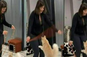 قط يدخل غينيس.. قفز 9 مرات في دقيقة