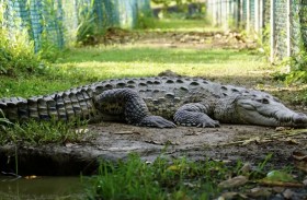 تمساح ضخم يُهاجم شابًا في موقع تخييم شهير 