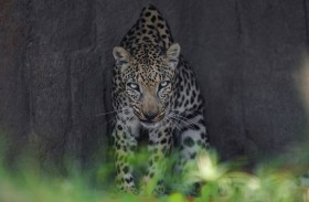 حماية الأنواع المهددة بالانقراض في الإمارات.. جهود ومبادرات لصون التنوع البيولوجي