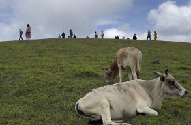 صناعة كرات الكريكيت تتحدى قدسية الأبقار في الهند 