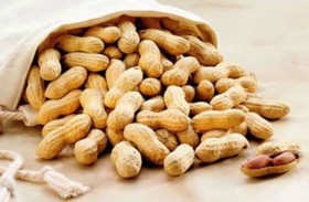 الفول السوداني 
