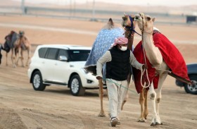 مهرجان الظفرة 14 يشهد دخول مطايا الثنايا المحليات المشاركة بمزاينة الإبل