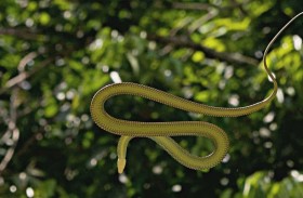 ثعبان الجنة الطائر.. أفعى كسرت قوانين الجاذبية