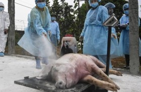 إيطاليا تعدم 34 ألف خنزير لمكافحة الحمى الإفريقية