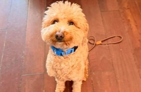 اعتقال امرأة تخلت عن كلبها 