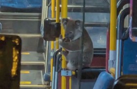 كوالا يستقل حافلة هربا من الزحام 