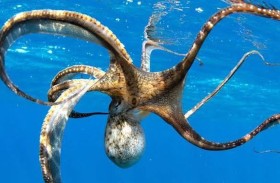 ليست أخطبوطاً.. حقيقة أحفورة الـ300 مليون سنة