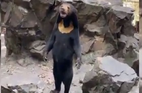 دب يثير الجدل.. حيوان حقيقي أم شخص متنكر؟