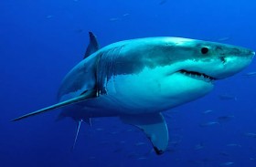 فتاة تنجو بأعجوبة من هجوم القرش