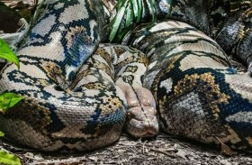 امرأة تستيقظ على ثعبان عملاق يلتف حول جسدها