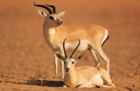 غزلان الريم تنازع الموت في العراق