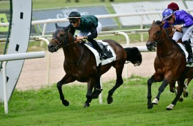 اليوم.. 9 خيول تشارك في «كأس الوثبة» للخيول العربية في إسبانيا