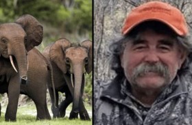 قطيع أفيال ينهي حياة مليونير 