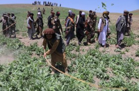 أنجح حملة لمكافحة المخدرات في أفغانستان.. عواقب وخيمة!