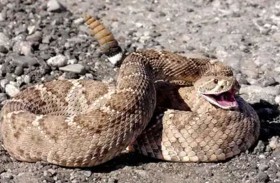 أفعى جرسية تهاجم امرأة