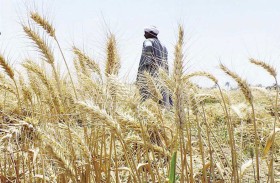 هيئة السلع التموينية المصرية تطلب 50 ألف طن من السكر في ممارسة