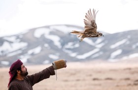 برنامج الشيخ زايد لإطلاق الصقور يطلق 2211 صقرا حتى نهاية مايو الماضي
