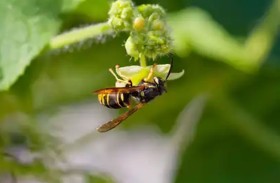 نحل ينشئ أعشاشه داخل تجاويف أسنان حيوانات منقرضة