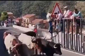 ثور يطارد امرأة ويقتلها في إسبانيا 