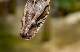 خبير أفاع يكتشف مفاجأة في إصبعه