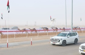 انطلاقة قوية لمهرجان العين لسباقات الهجن في ميدان الروضة بمشاركة إماراتية وخليجية واسعة 