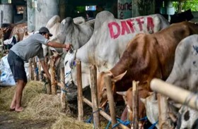 صالون لتدليك البقر قبيل العيد 