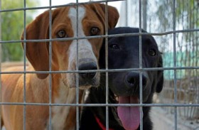 قبرص تواجه مشكلة التخلي عن الكلاب الأليفة